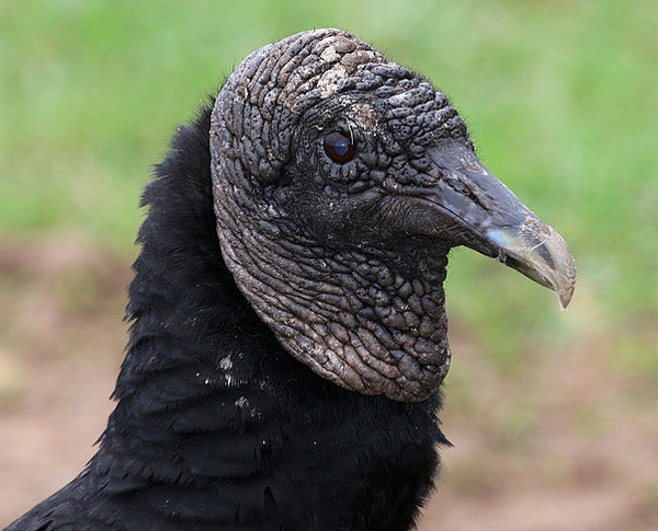 Status and Distribution of Black Vulture in Arizona | Arizona Birds