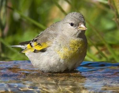 Lawerences goldfinch