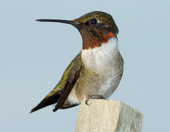 Ruby-throated hummingbird