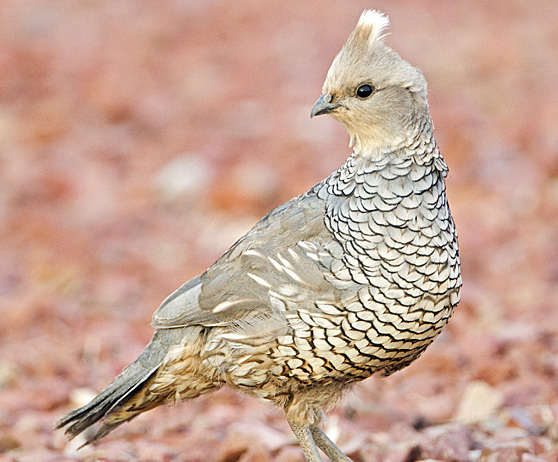 Scaled quail