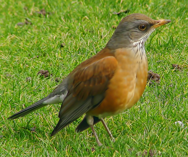 Rufous-backed robin