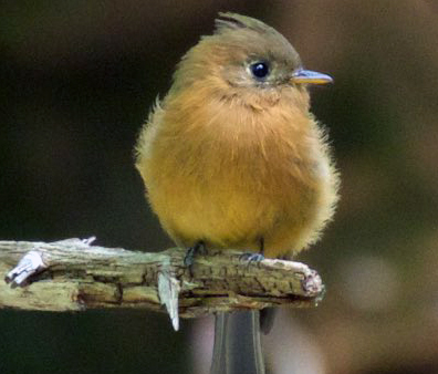 Tufted flycatcher