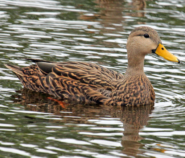 The Status of Mottled Duck in Arizona | Arizona Birds