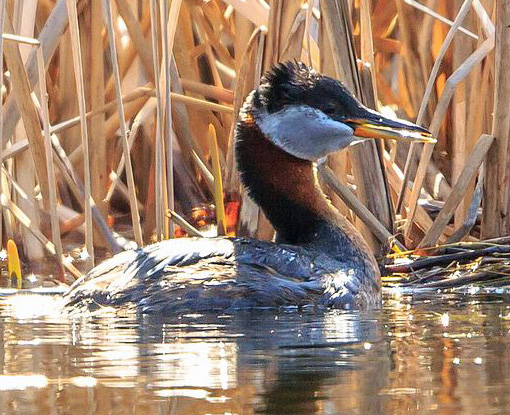 Red-necked grebe