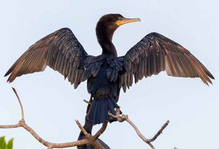 Neotropic cormorant