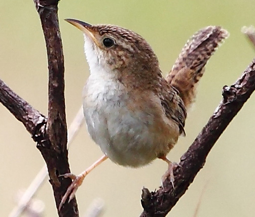 Sedge wren
