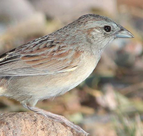 Botteris sparrow