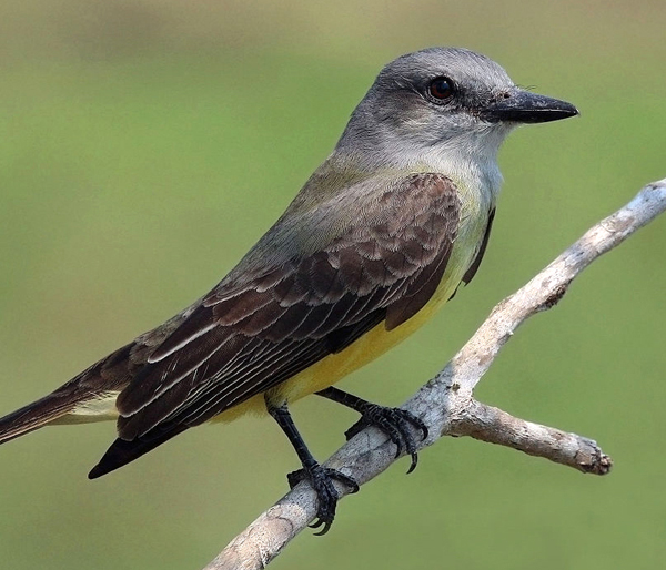 Tropical kingbird