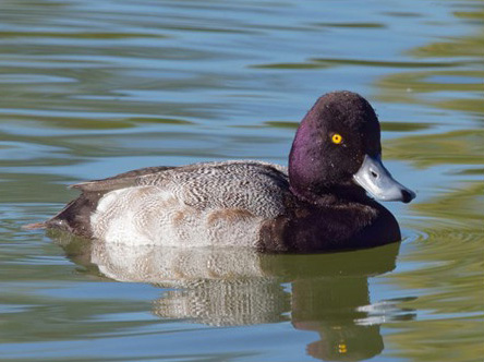 Lesser scaup