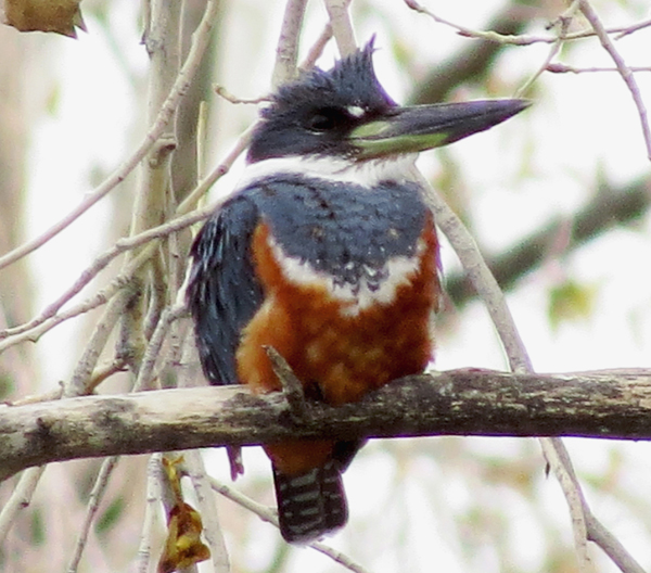 Ringed kingfisher