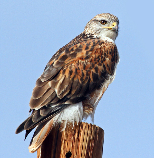 Fifteen Years of Counting Winter Raptors at Santa Cruz Flats