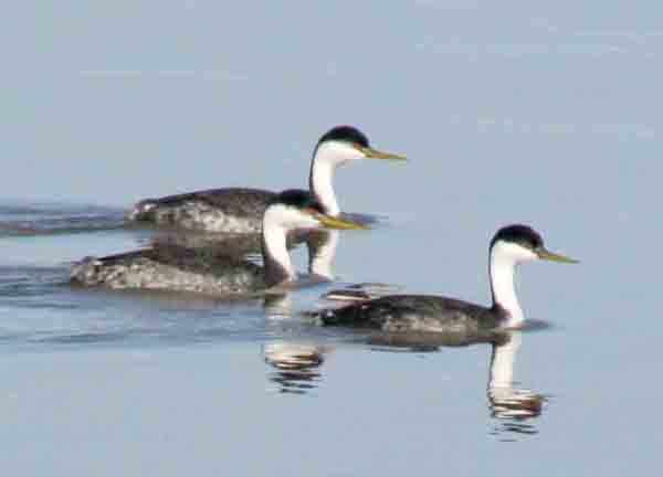 Western grebes