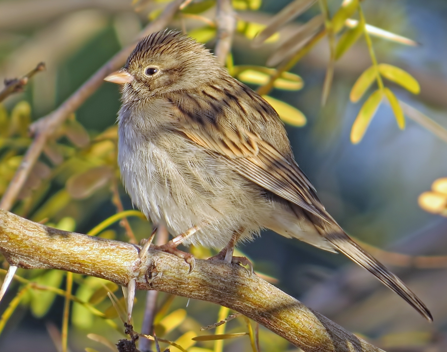 Brewer's Sparrow