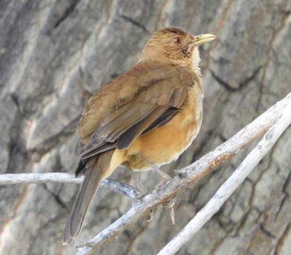 Clay-colored thrush