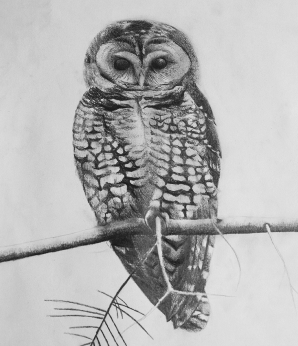Spotted Owl