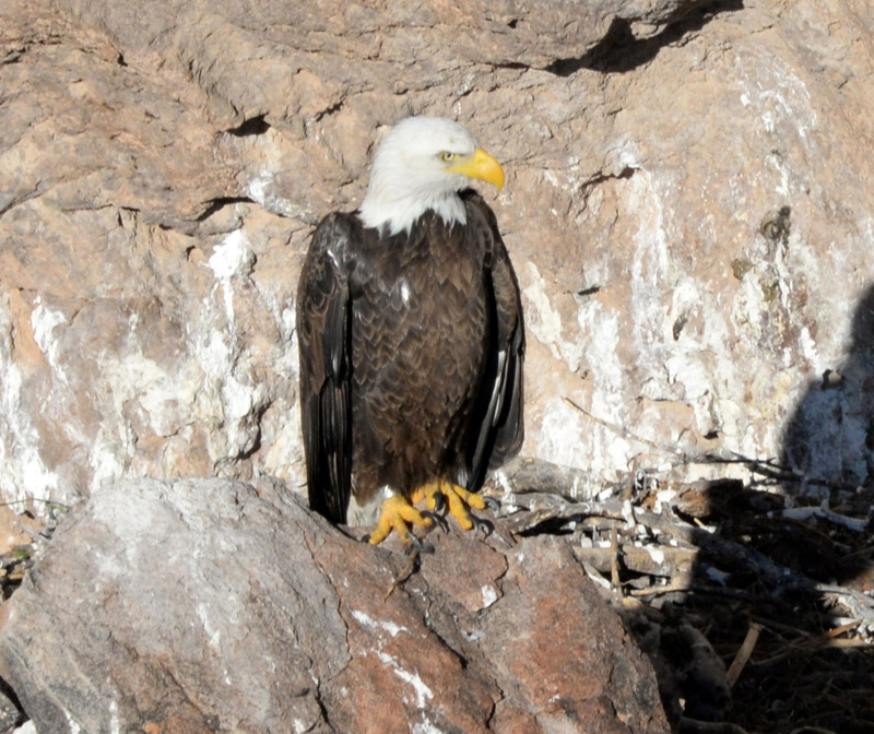 Bald Eagle