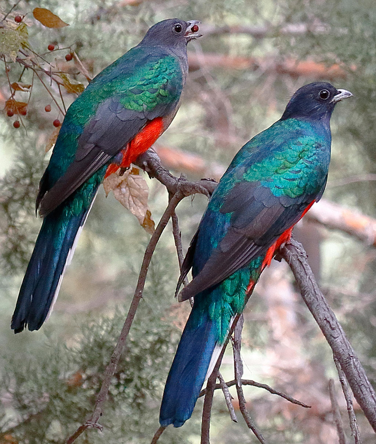 Male and female eared quetzal feeding on hackberry fruit