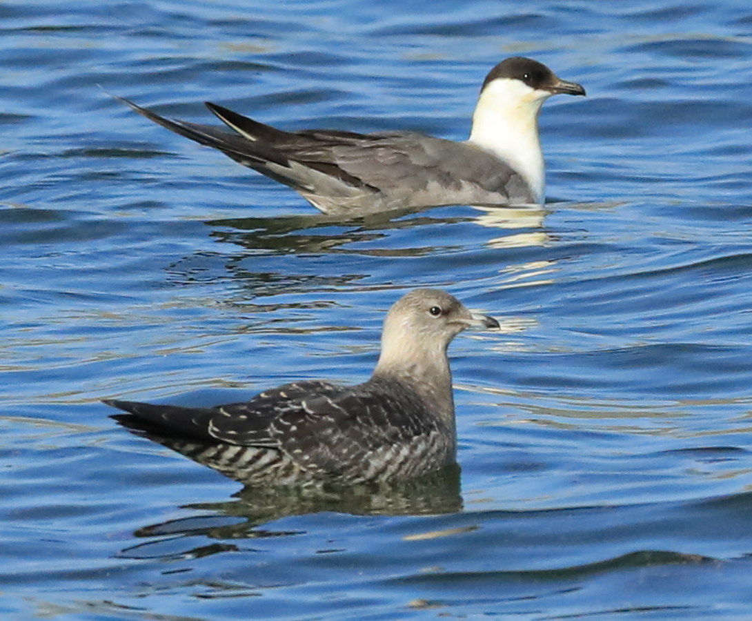 Long-tailed Jaeger