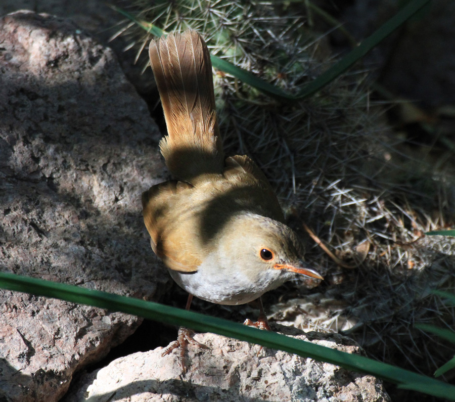 Orange-billed Nightingale-Thrush