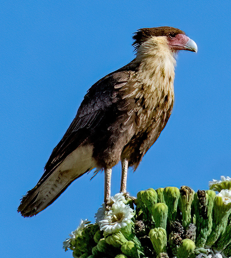 Crested caracara