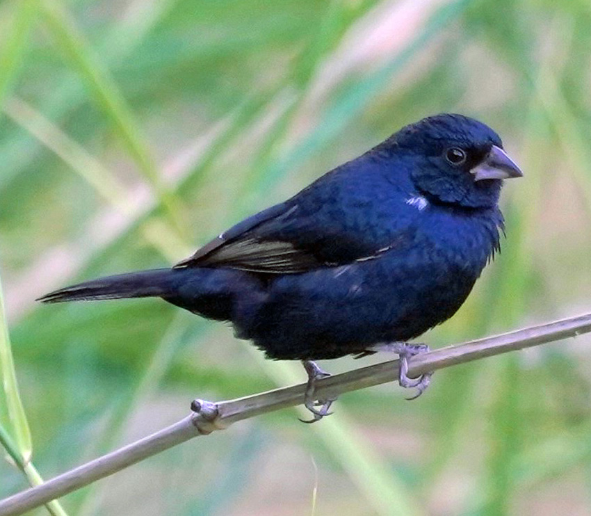 Blue-black Grassquit Record | Arizona Birds