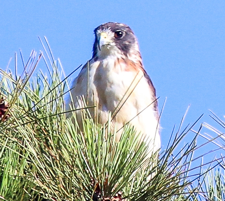 Short-tailed Hawk