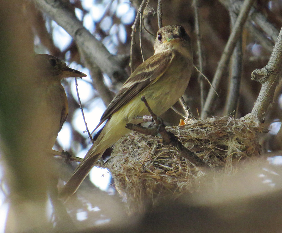 Willow Flycatcher