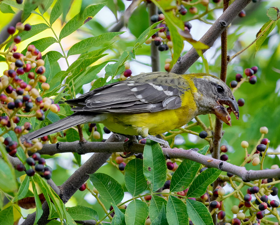Yellow Grosbeak eating berries