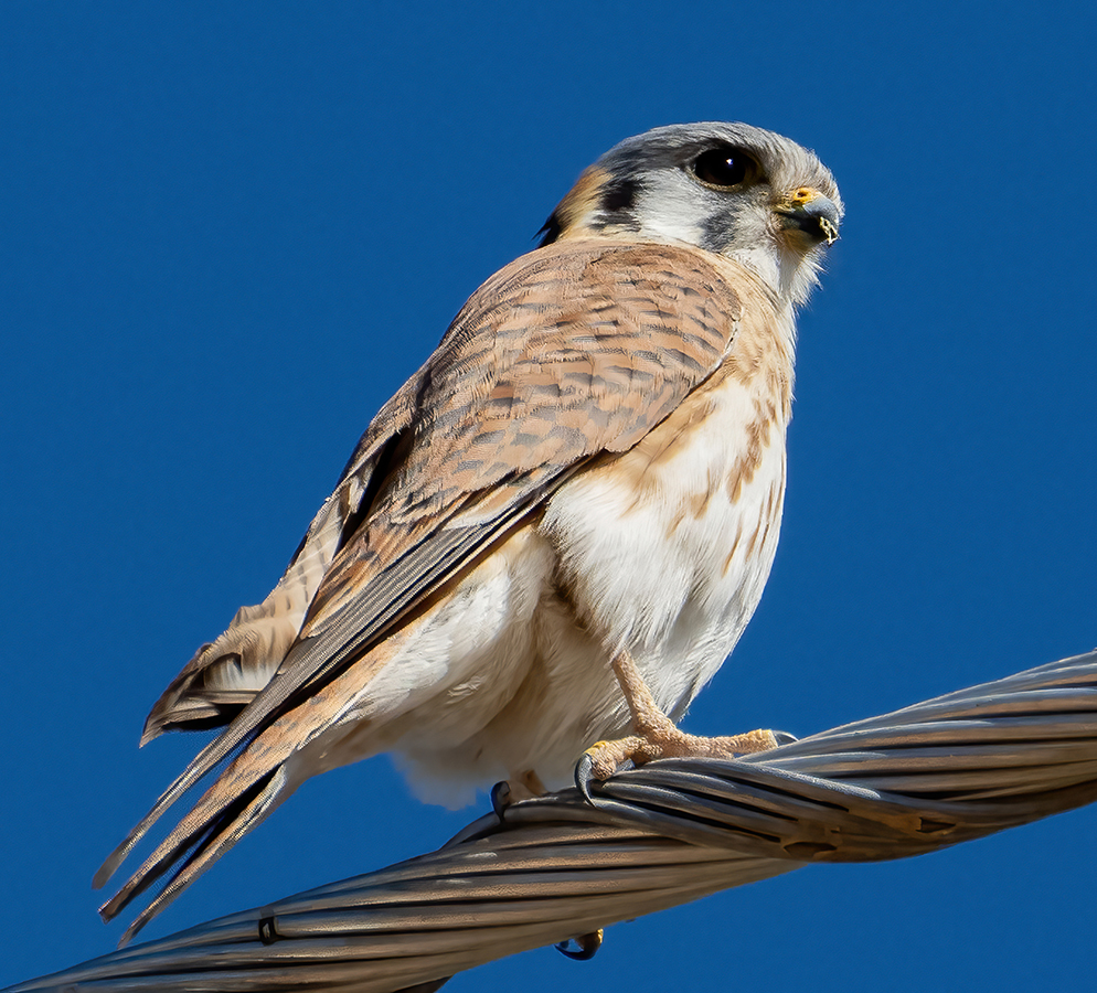 American Kestrel