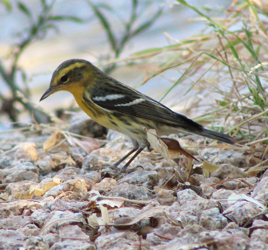 Blackburnian Warbler