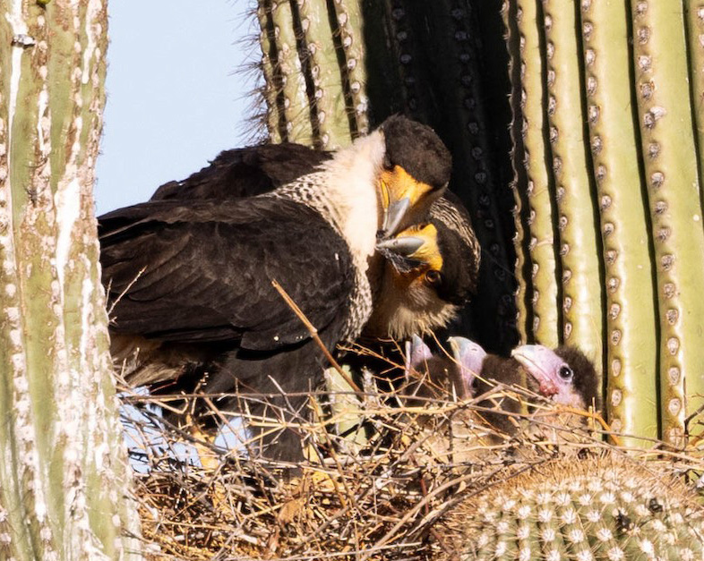 Crested Caracara