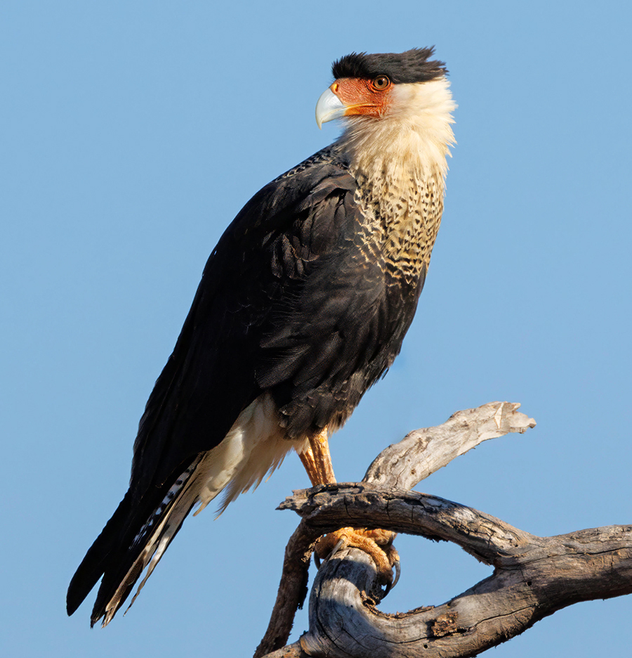 Crested Caracara