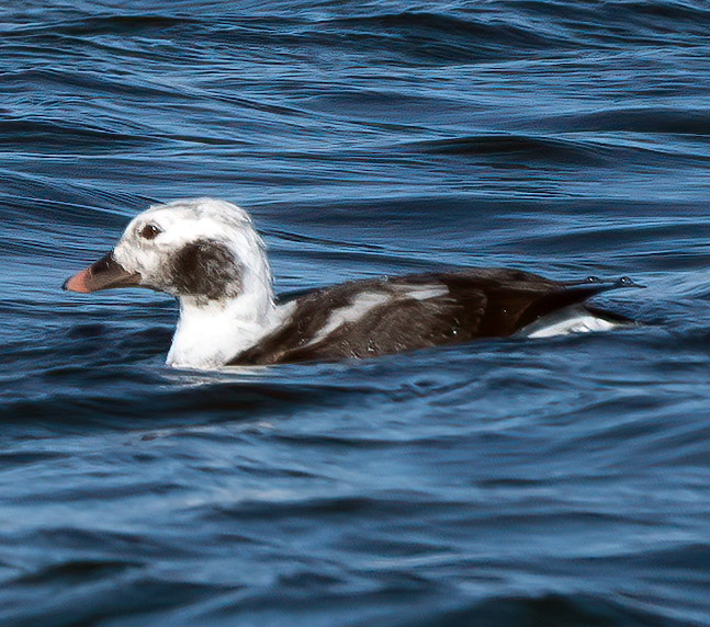 Long-tailed Duck