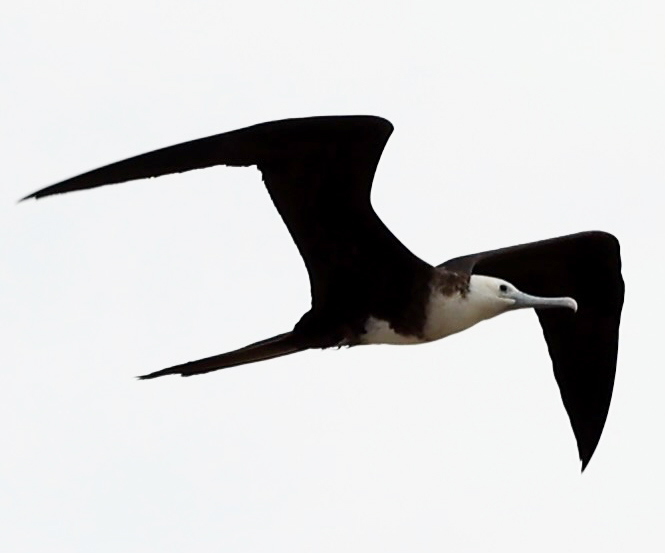 Magnificent Frigatebird