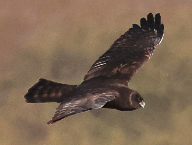 Melanistic Northern Harrier