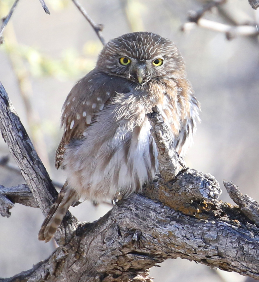 Ferruginous Pygmy-Owl