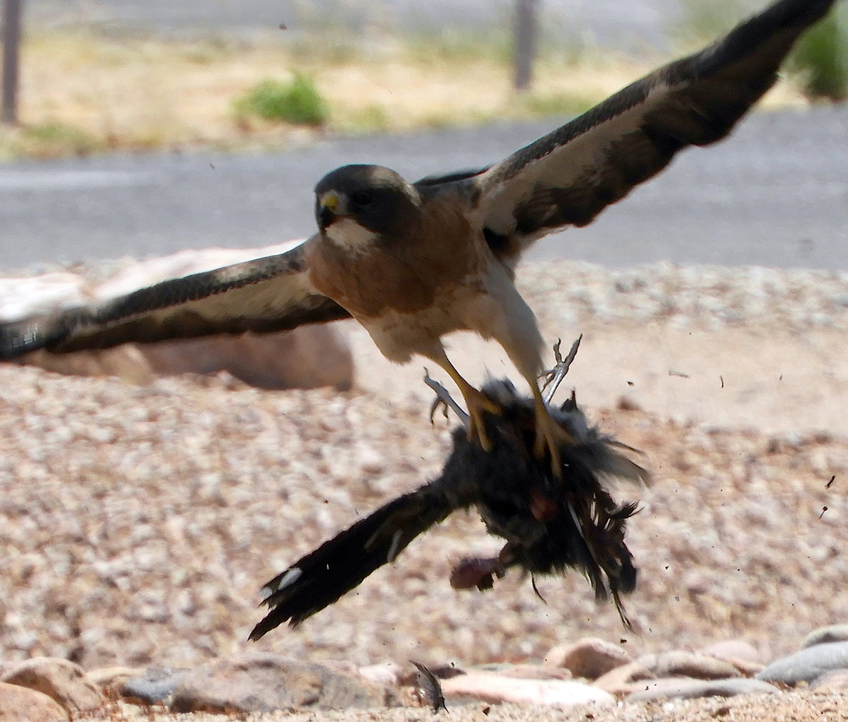 Swainson's Hawk