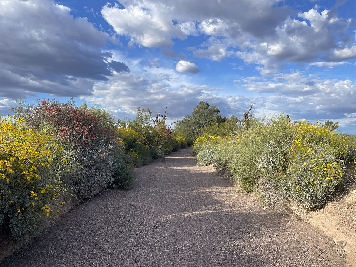 A path lined with wildflowers.