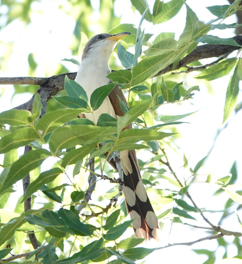 Yellow-billed Cuckoo