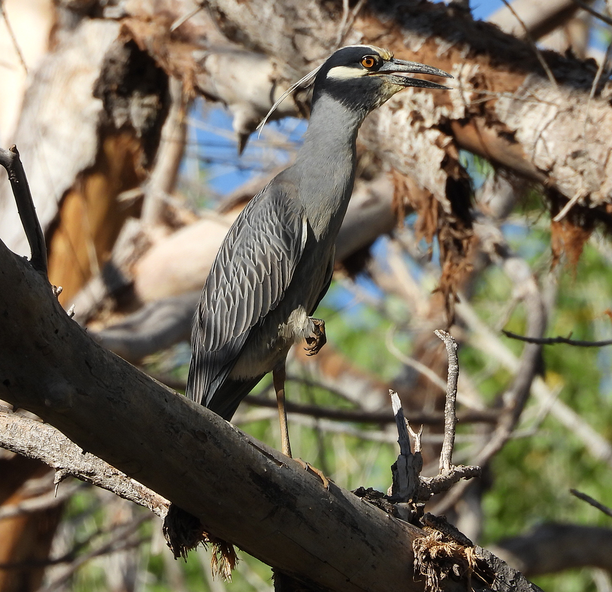 Yellow-crowned Night Heron
