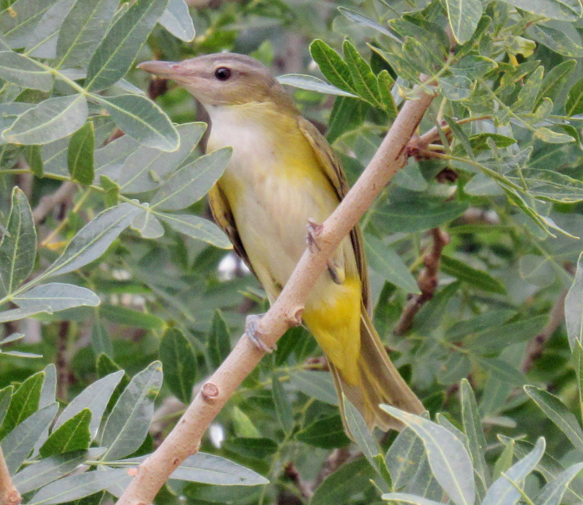 Yellow-green Vireo