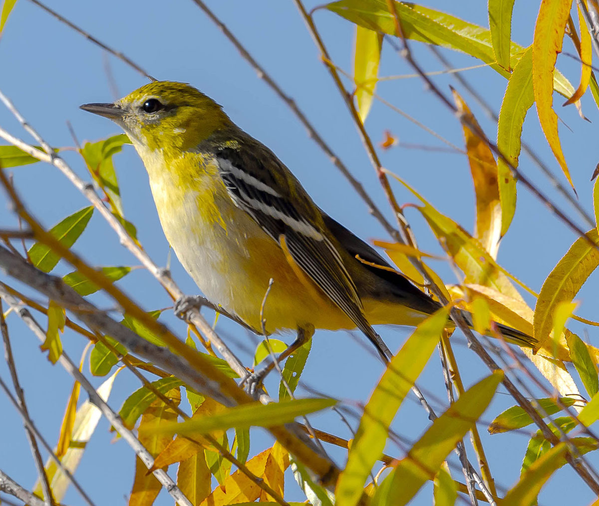 Bay-breasted Warbler