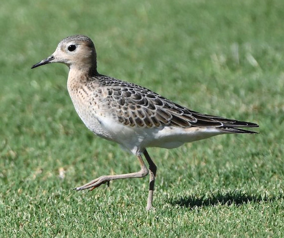 Buff-breasted Sandpiper