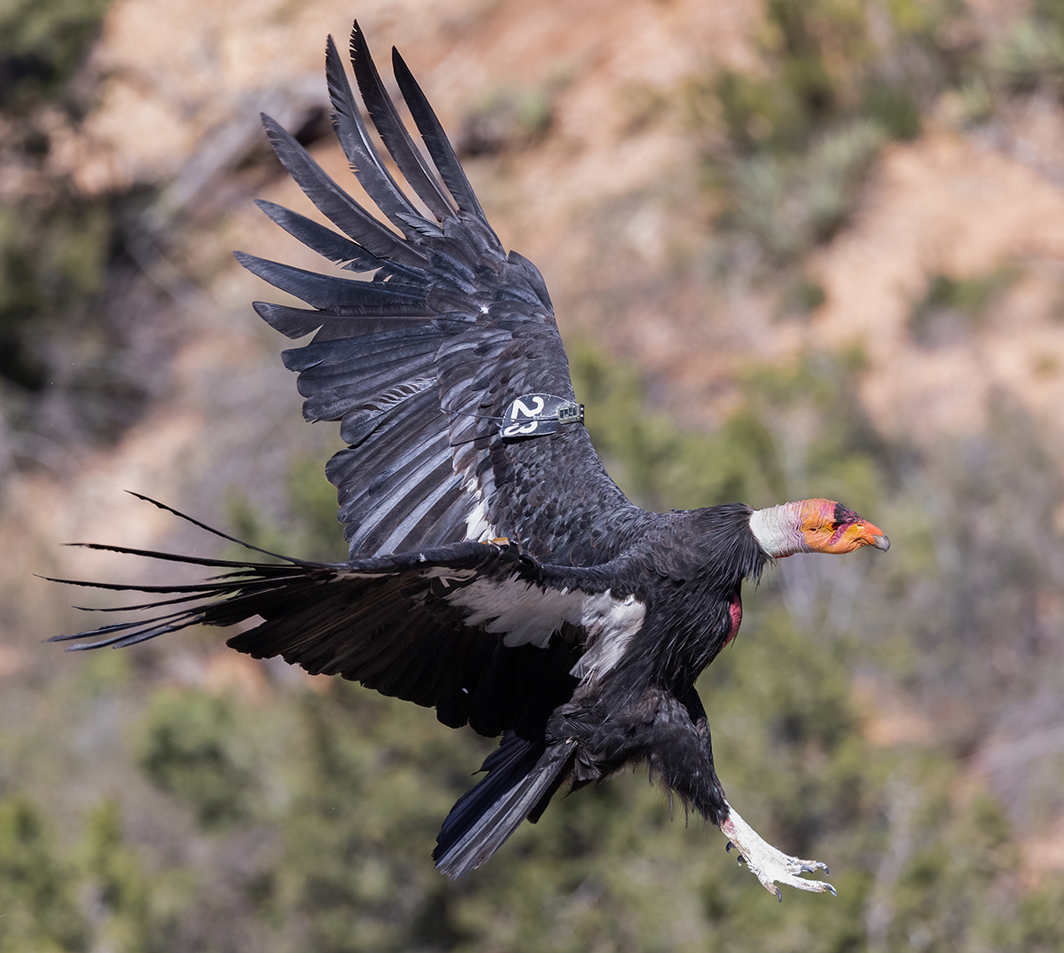 California Condor