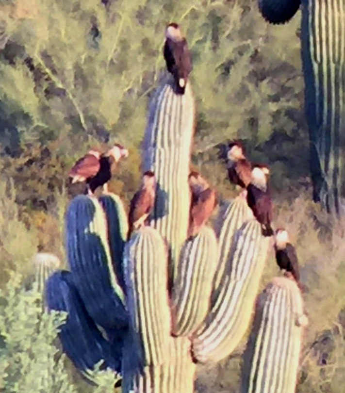 Saguaros topped with whitewash.
