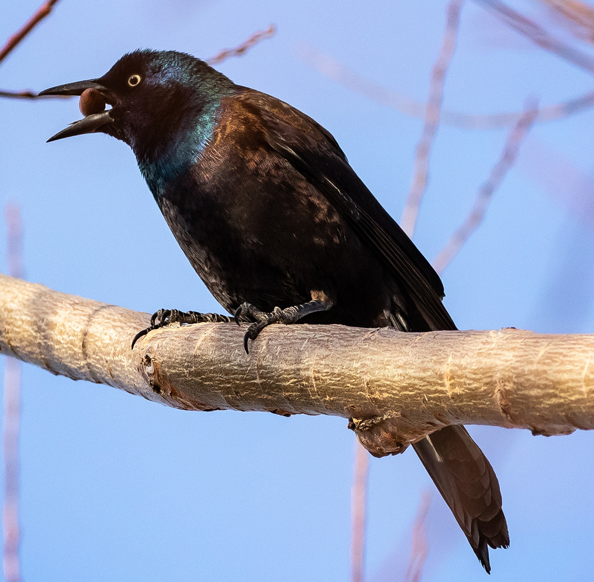 Common Grackle