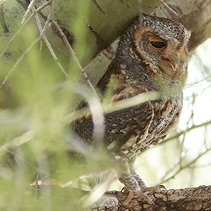 Flammulated Owl