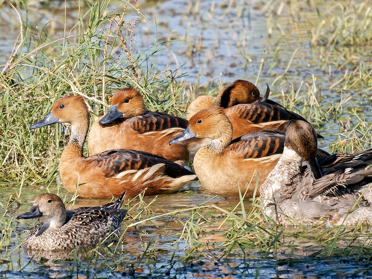 Fulvous Whistling-Ducks
