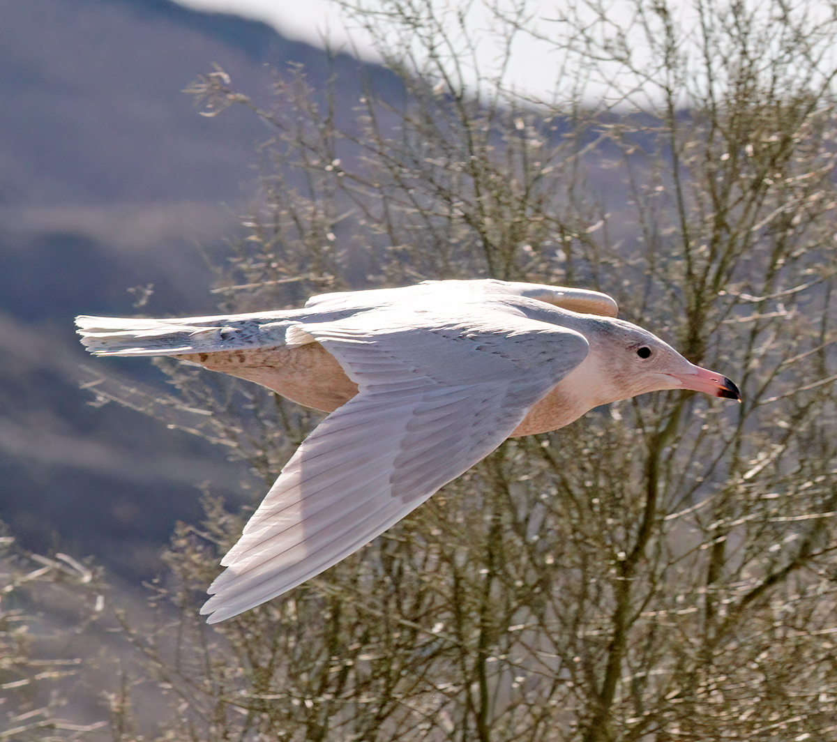 Glaucous Gull