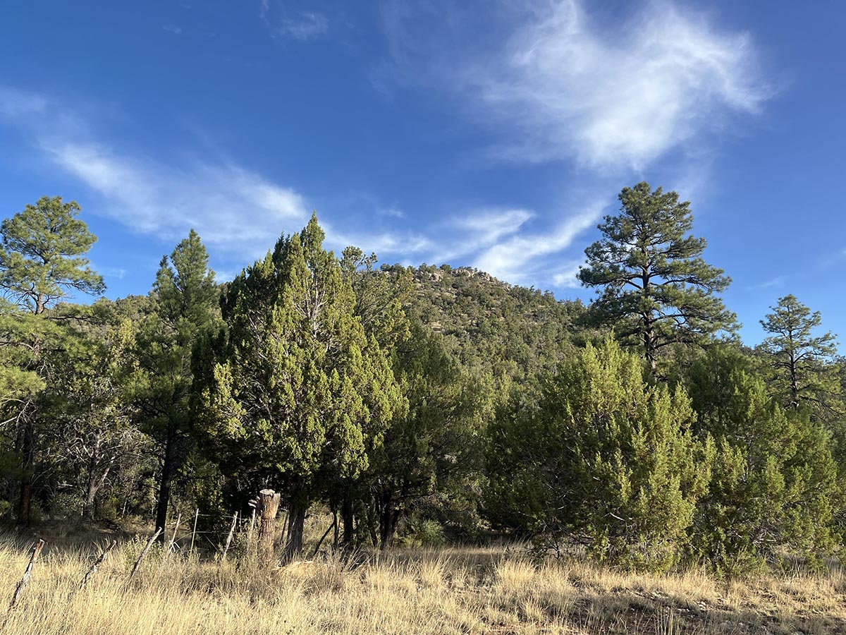 Juniper-pinyon pine habitat
